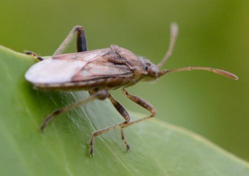 Stictopleurus sp.